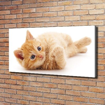 Canvas wall art Red Cat