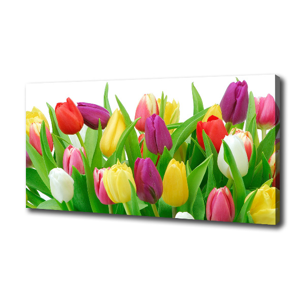Colorful tulips