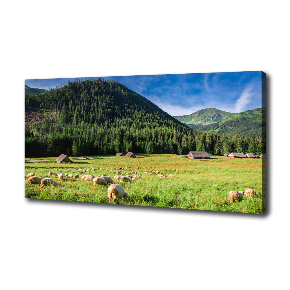 Canvas wall art Sheep in the Tatra Mountains