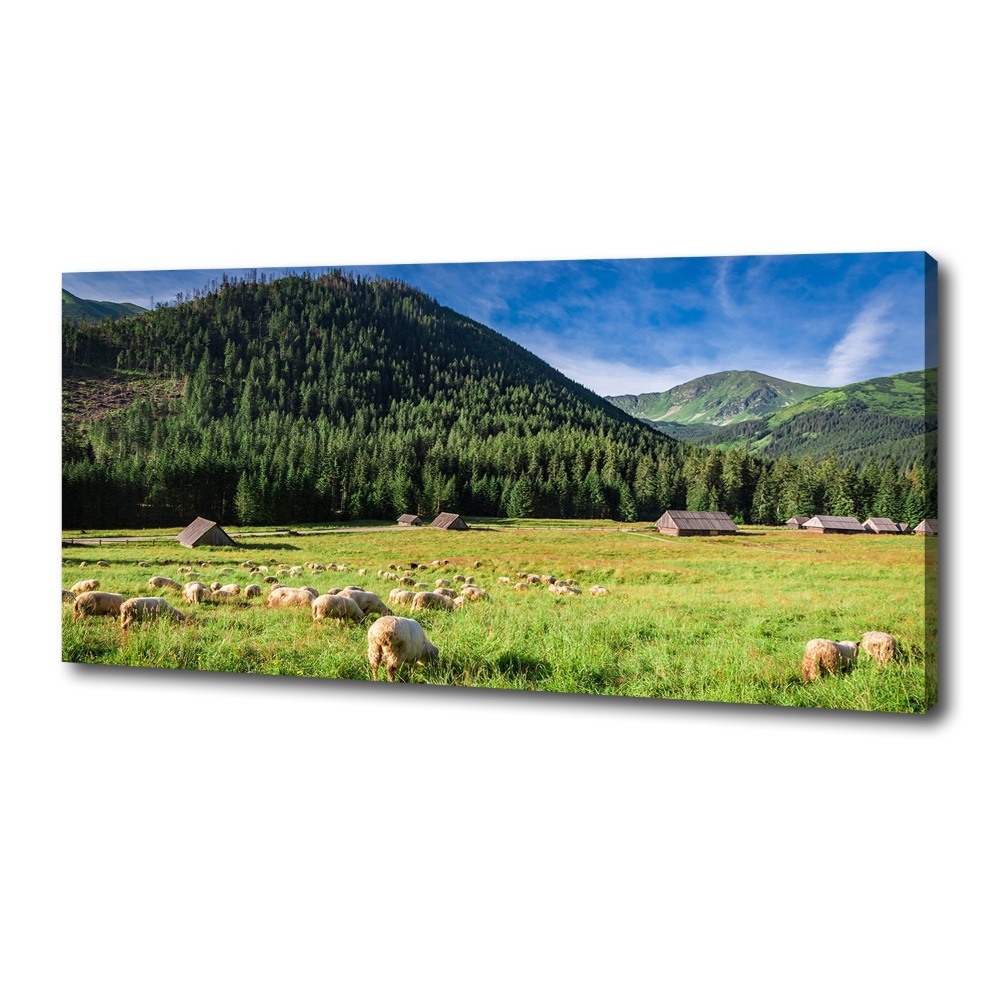 Canvas wall art Sheep in the Tatra Mountains