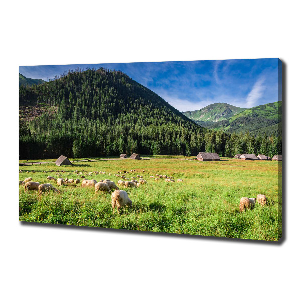 Canvas wall art Sheep in the Tatra Mountains