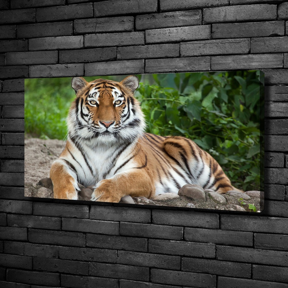 Canvas wall art Siberian tiger