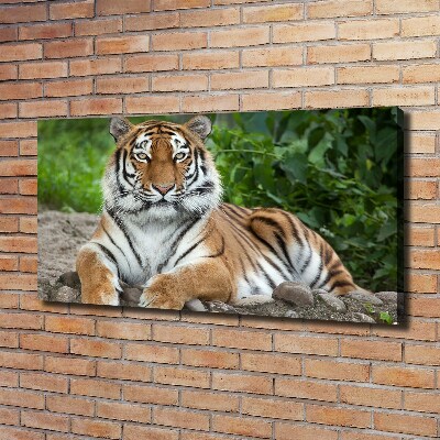 Canvas wall art Siberian tiger