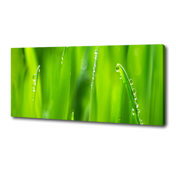 Canvas wall art Young oats