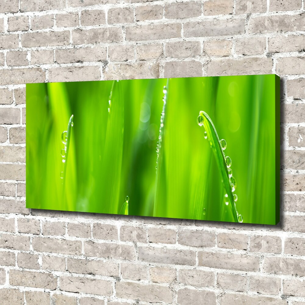 Canvas wall art Young oats