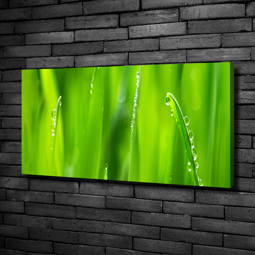 Canvas wall art Young oats