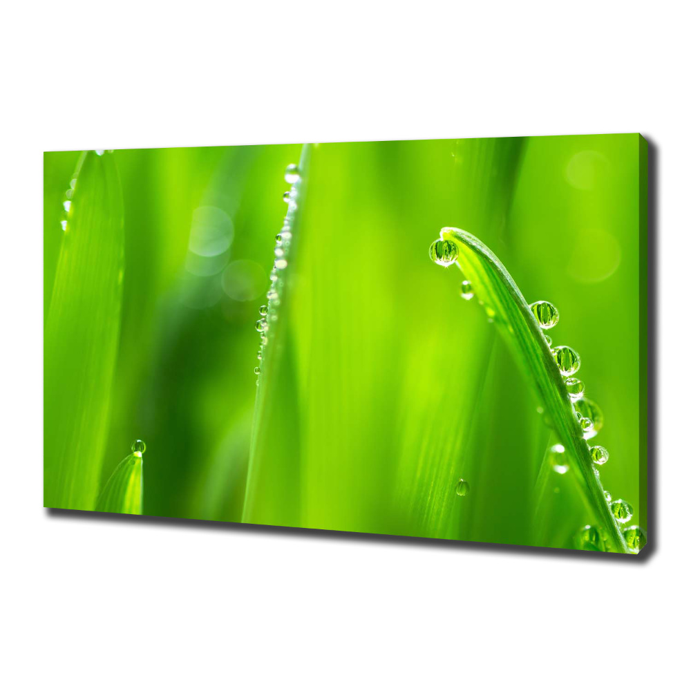 Canvas wall art Young oats