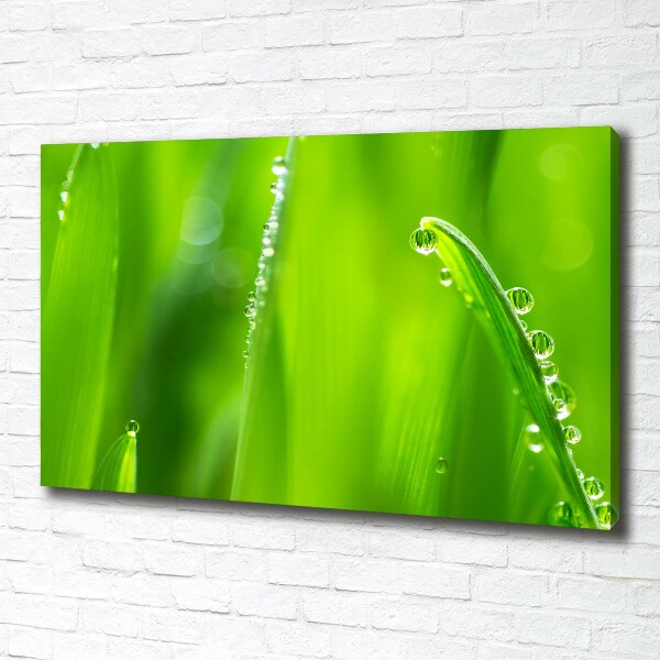 Canvas wall art Young oats