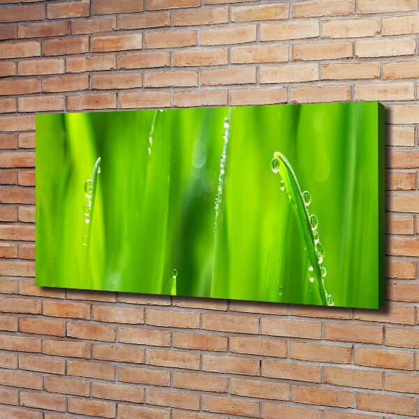 Canvas wall art Young oats