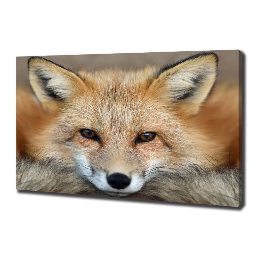 Canvas wall art Fox