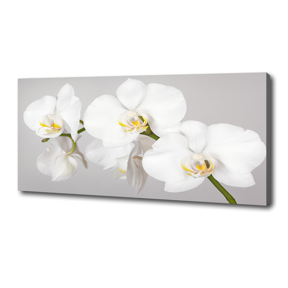 Canvas wall art Orchid