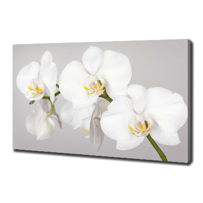 Canvas wall art Orchid