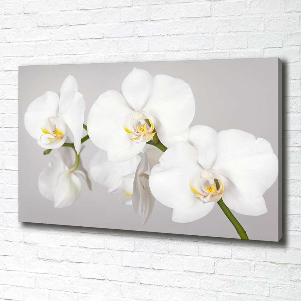 Canvas wall art Orchid