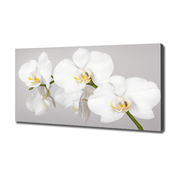 Canvas wall art Orchid