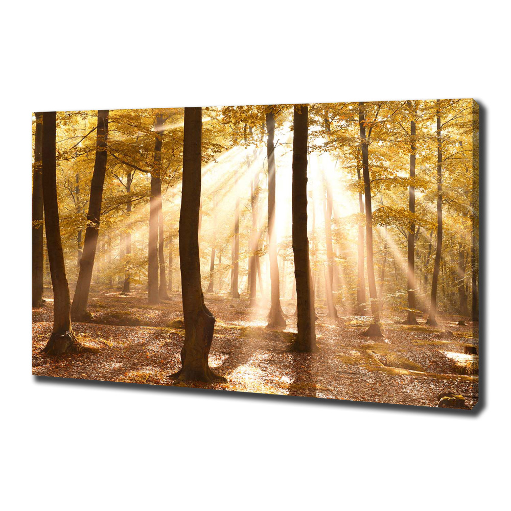 Canvas wall art Forest in autumn