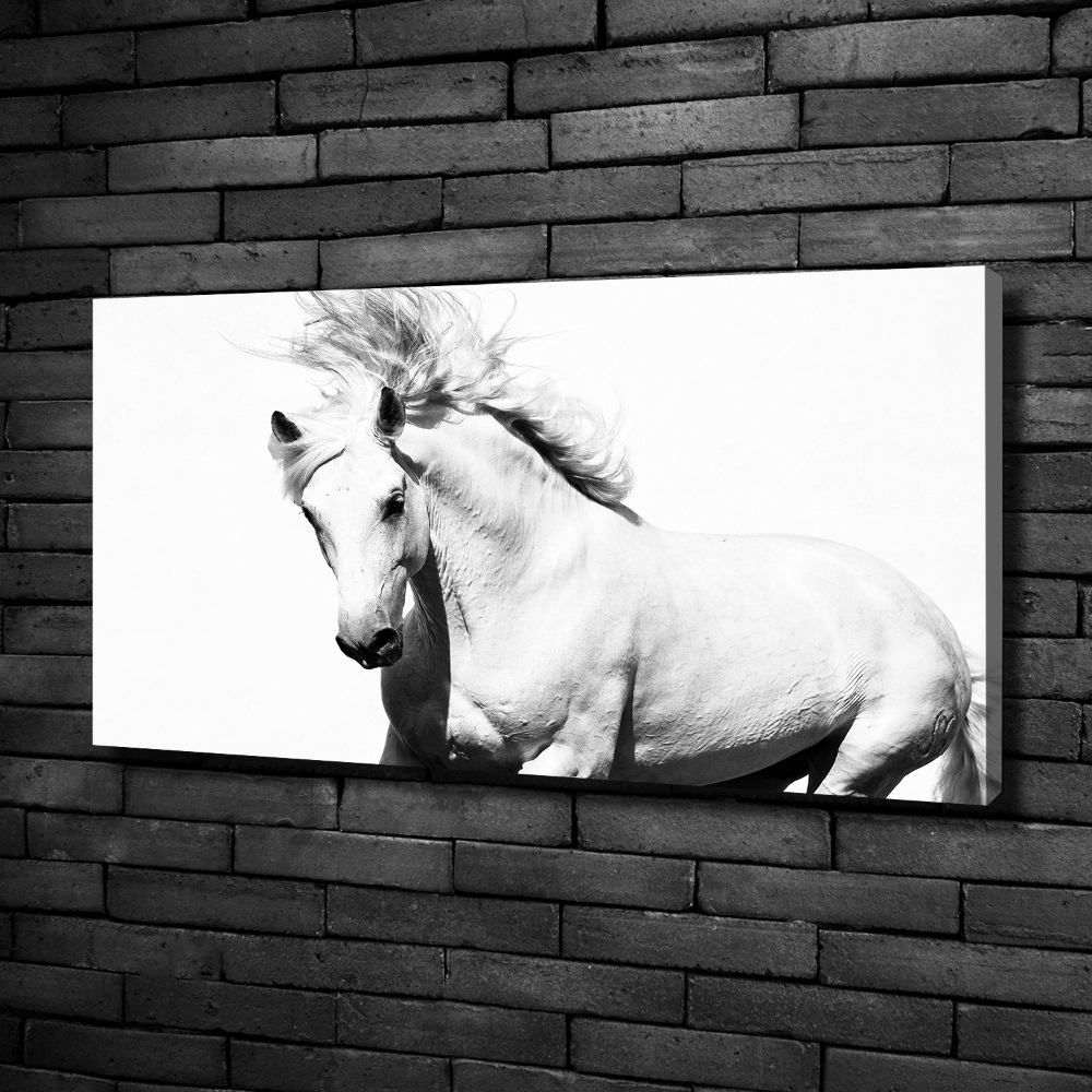 Large canvas wall art White horse