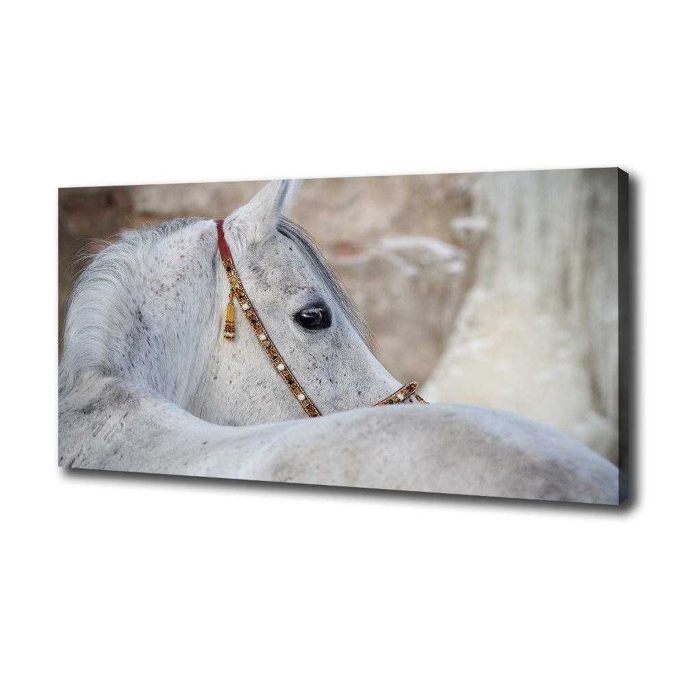 Large canvas wall art White Arabian horse