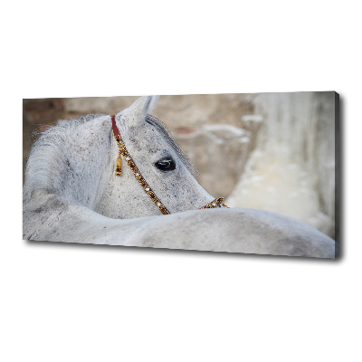 Large canvas wall art White Arabian horse