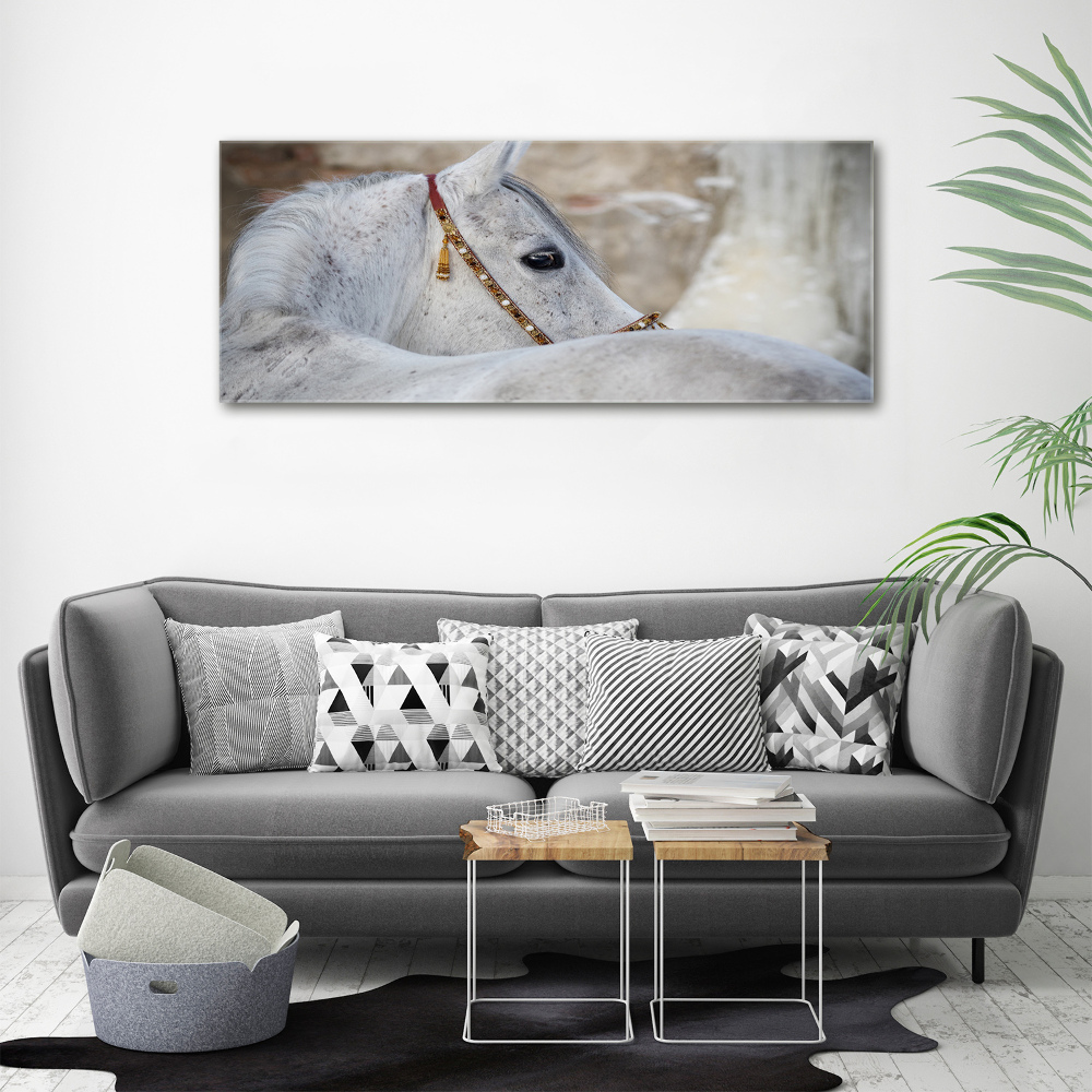 Large canvas wall art White Arabian horse