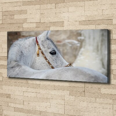 Large canvas wall art White Arabian horse