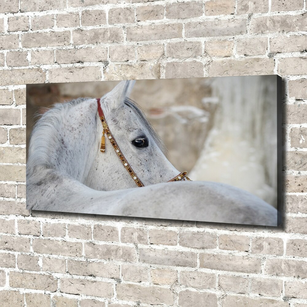 Large canvas wall art White Arabian horse