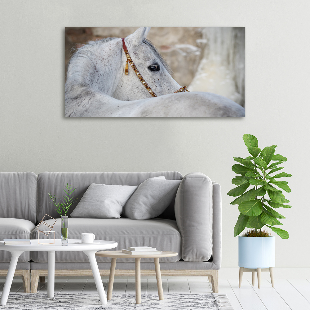 Large canvas wall art White Arabian horse