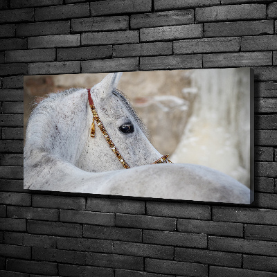 Large canvas wall art White Arabian horse