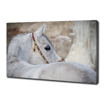 Large canvas wall art White Arabian horse