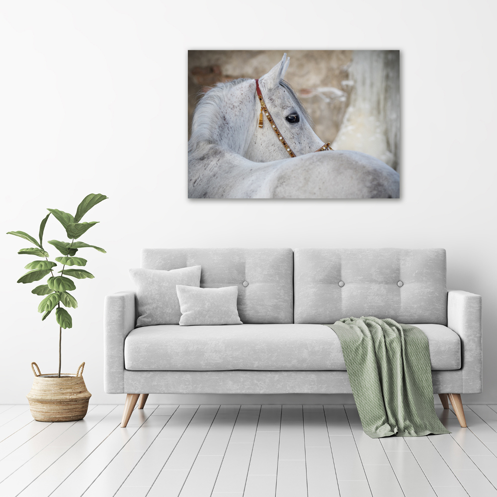 Large canvas wall art White Arabian horse