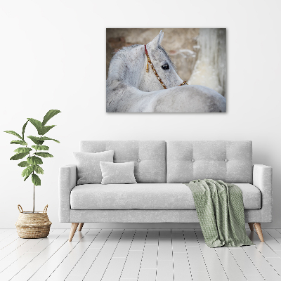 Large canvas wall art White Arabian horse