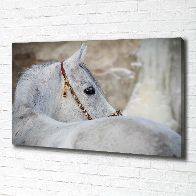 Large canvas wall art White Arabian horse