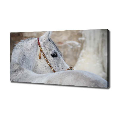 Large canvas wall art White Arabian horse