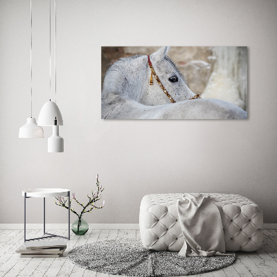 Large canvas wall art White Arabian horse