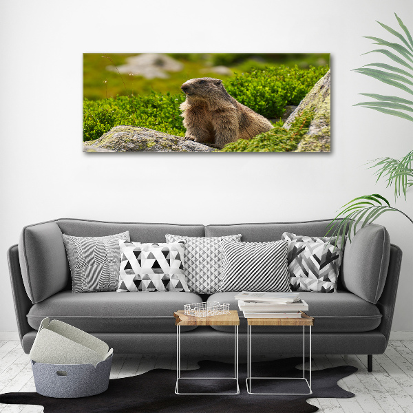 Large canvas wall art Tatra marmot