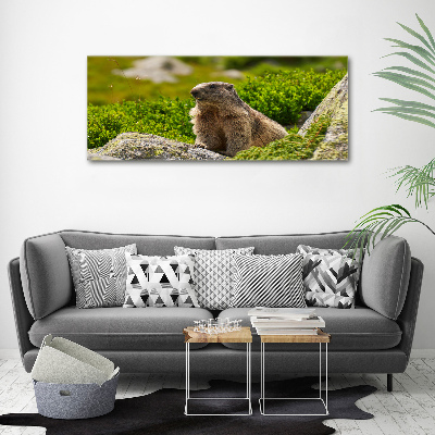 Large canvas wall art Tatra marmot