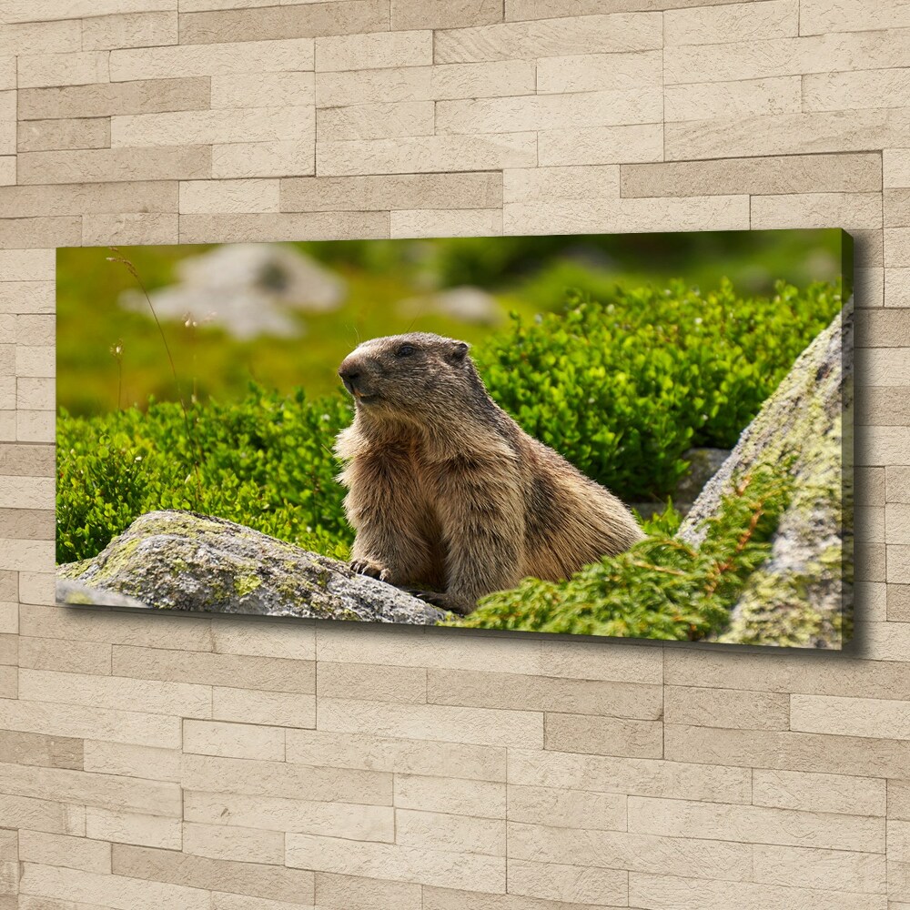 Large canvas wall art Tatra marmot