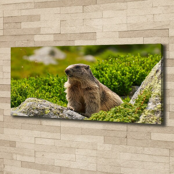 Large canvas wall art Tatra marmot