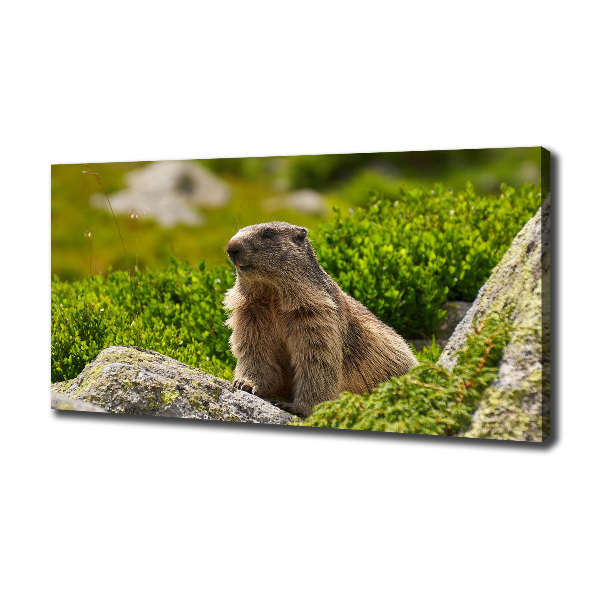 Large canvas wall art Tatra marmot