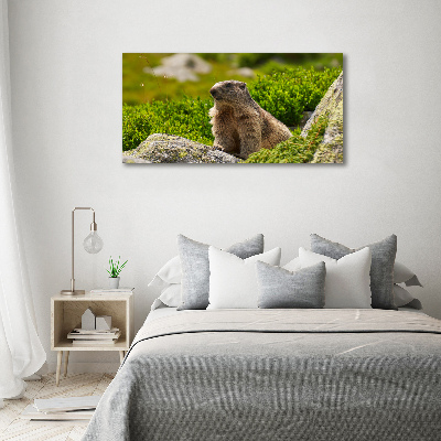 Large canvas wall art Tatra marmot