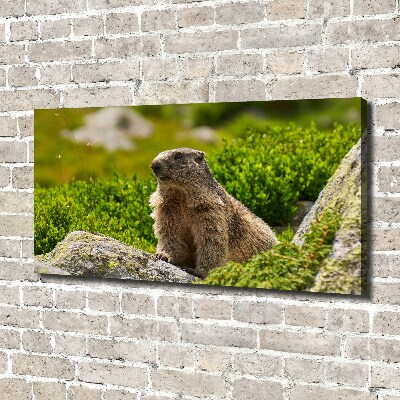 Large canvas wall art Tatra marmot