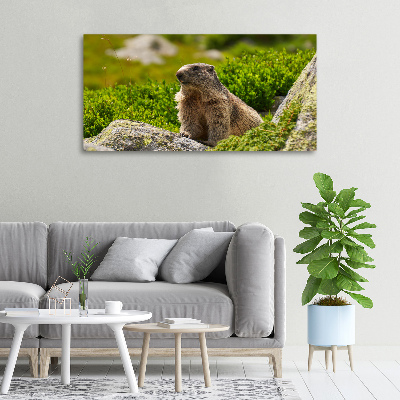 Large canvas wall art Tatra marmot