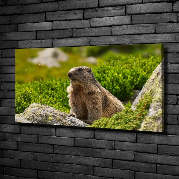 Large canvas wall art Tatra marmot