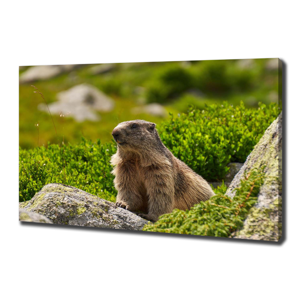 Large canvas wall art Tatra marmot