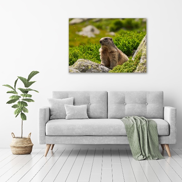 Large canvas wall art Tatra marmot