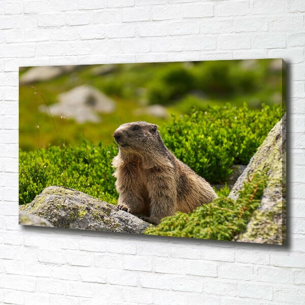 Large canvas wall art Tatra marmot