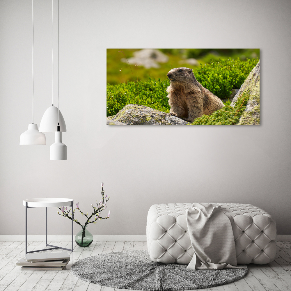 Large canvas wall art Tatra marmot