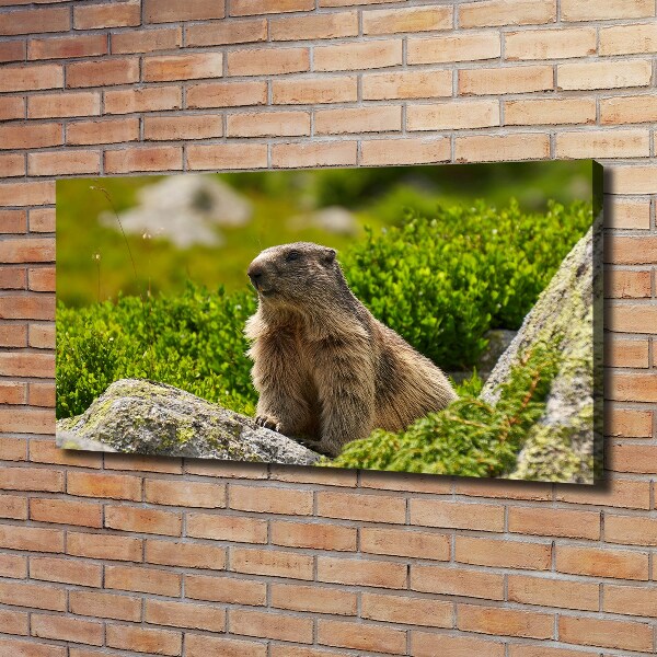 Large canvas wall art Tatra marmot