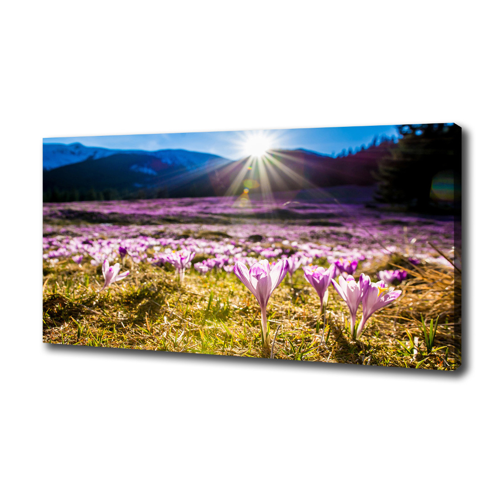 Canvas wall art Crocuses in the clearing