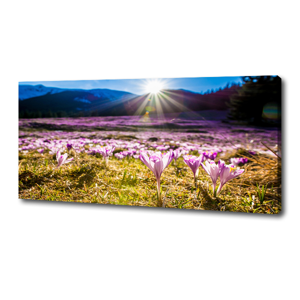 Canvas wall art Crocuses in the clearing