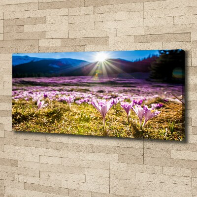 Canvas wall art Crocuses in the clearing